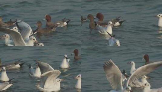 深圳湾自然鸟类视频高清在线视频素材下载