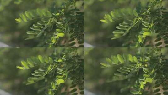 晴天树叶、大特写、槐树高清在线视频素材下载
