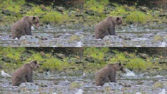棕熊在河中捕捞鲑鱼高清在线视频素材下载