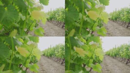 种植葡萄高清在线视频素材下载