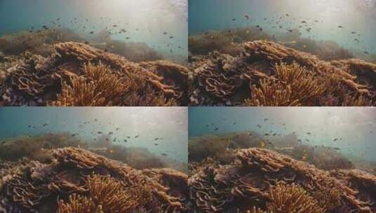 鱼珊瑚礁特写镜头高清在线视频素材下载