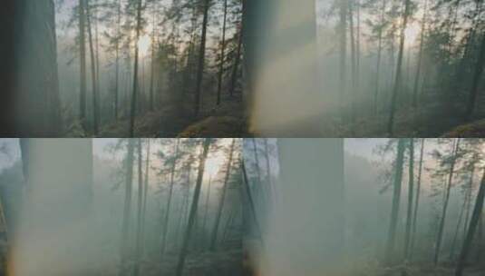 阳光照射森林景观高清在线视频素材下载