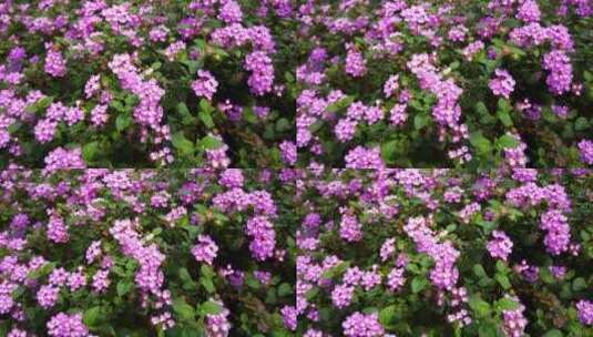 春天万紫千红鲜花盛开高清在线视频素材下载