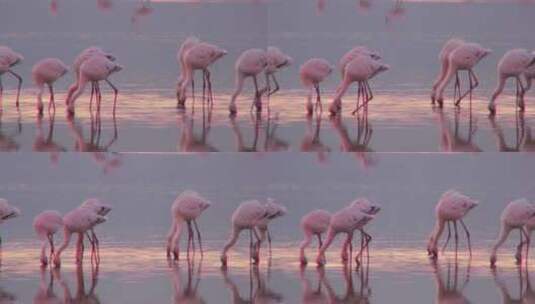 清晨阳光下湖里的粉色火烈鸟的美丽镜头高清在线视频素材下载