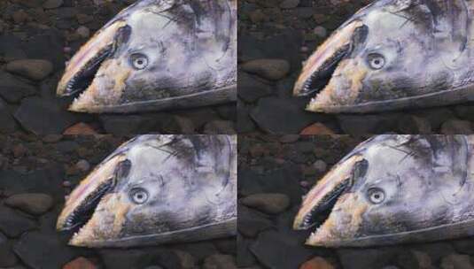 鲑鱼躺在小溪里高清在线视频素材下载