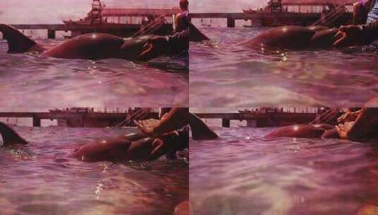 游客触摸海豚的鼻子高清在线视频素材下载