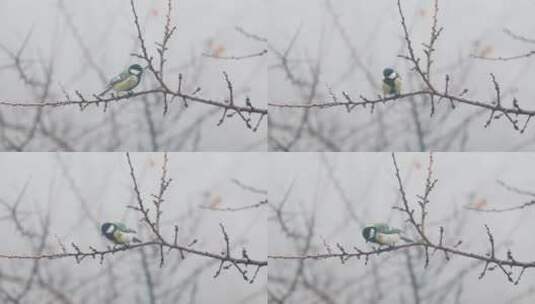 树枝上的小鸟山雀高清在线视频素材下载