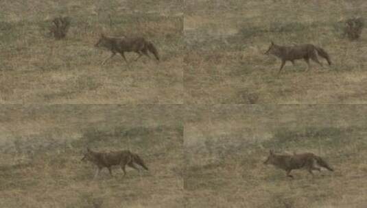 一只土狼穿过草地的慢动作高清在线视频素材下载