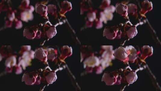 春天绽放的花苞高清在线视频素材下载