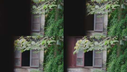4K桑树古宅窗户高清在线视频素材下载
