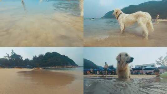 狗狗在深圳的沙滩看着大海高清在线视频素材下载