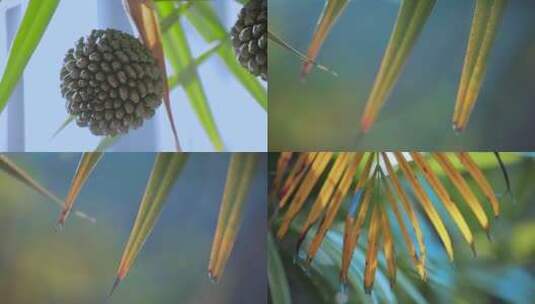 松球果竹叶视频逆光下松球果枯黄的竹叶高清在线视频素材下载