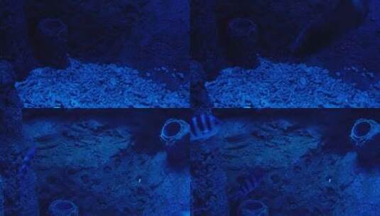 【镜头合集】蓝色海底深海神秘热带鱼高清在线视频素材下载