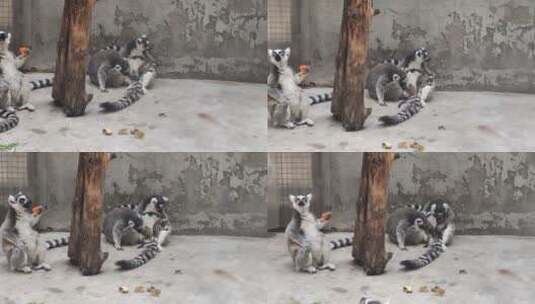 动物园环猴高清在线视频素材下载