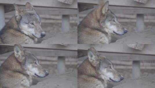 特写动物园里的野狼狼性高清在线视频素材下载