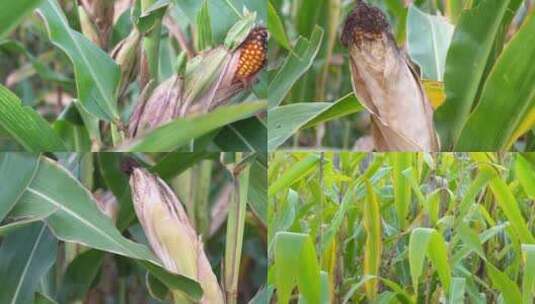 4lK 秋天干旱成熟的玉米庄稼地高清在线视频素材下载