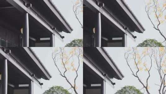 中式合院和室外树叶稀疏的银杏树高清在线视频素材下载