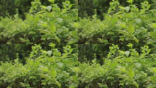 雨中的绿色植物高清在线视频素材下载