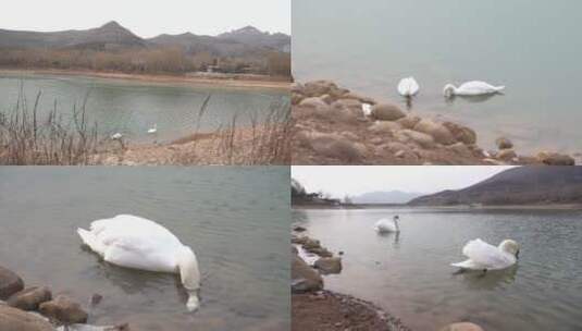 河流中戏水鸳鸯高清在线视频素材下载