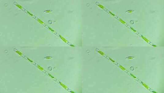 生物科普科研素材 连成一串的硅藻2高清在线视频素材下载