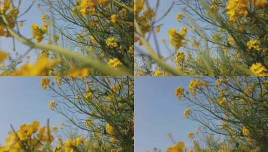 济南龙山平陵古城油菜花基地，春季油菜花田高清在线视频素材下载