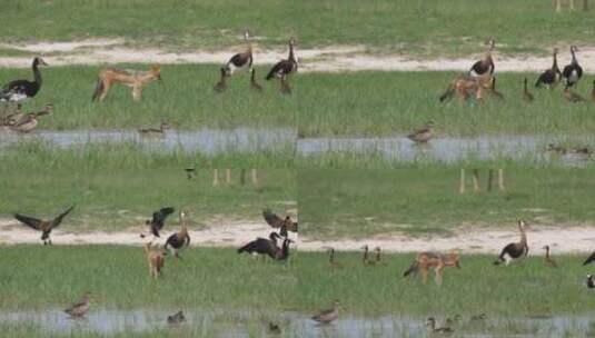 池塘里的狐狸猎鸟高清在线视频素材下载