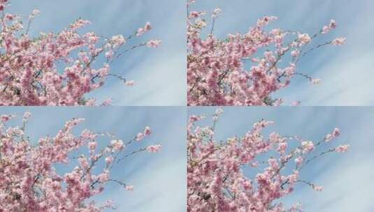春天的樱花季高清在线视频素材下载