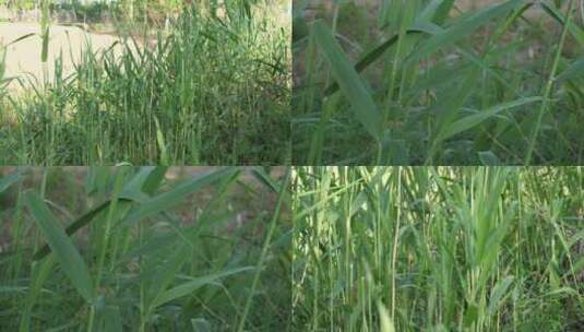 芦苇摇曳 芦苇荡 湖水湖边水边 芦苇阔高清在线视频素材下载