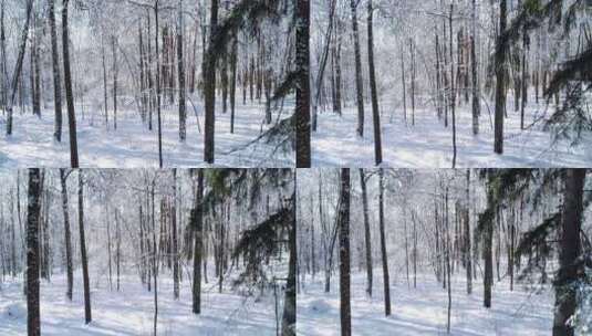 雪域森林冬天的树林间飞翔高清在线视频素材下载