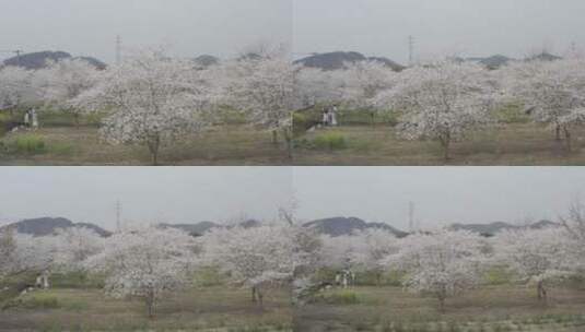 樱花花开春天高清在线视频素材下载