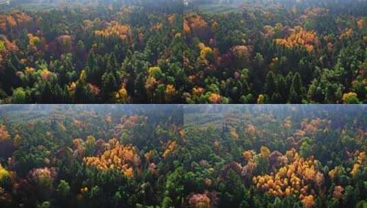 从上面俯瞰秋天的森林高清在线视频素材下载