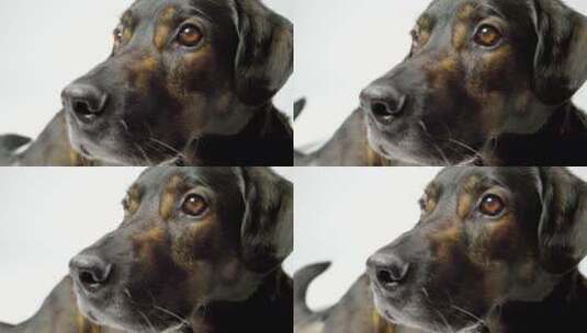 4k狗脸靠近高清在线视频素材下载