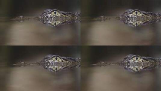 小鳄鱼4k视频高清在线视频素材下载
