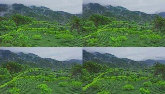 雨后的茶山高清在线视频素材下载