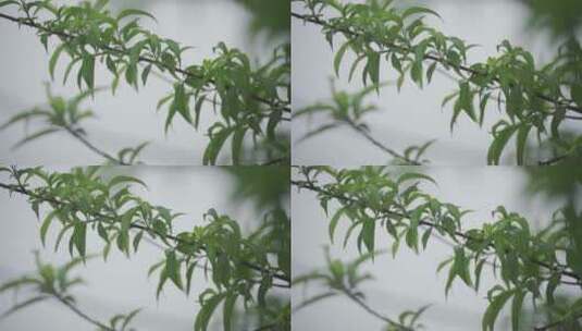 谷雨时节·下雨·雨声·狗吠高清在线视频素材下载