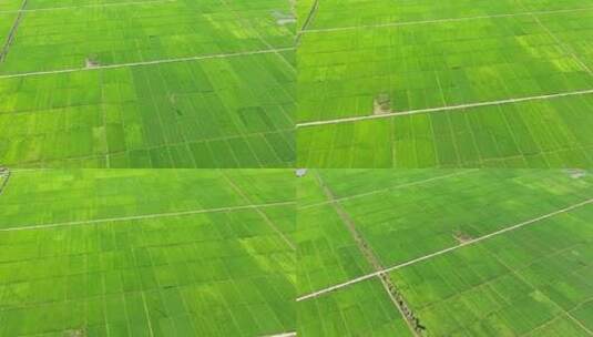 绿油油的乡村稻田高清在线视频素材下载