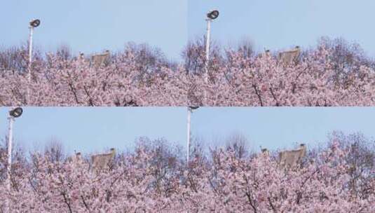 航拍武汉大学春天樱花季盛开的樱花高清在线视频素材下载