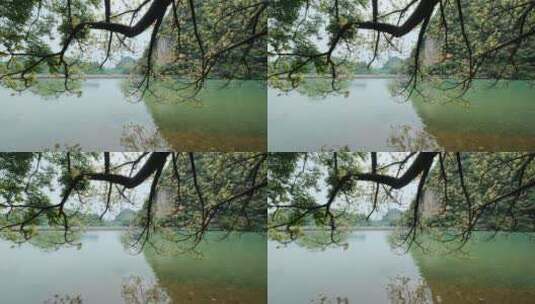 广西柳州龙潭公园池塘边树荫高清在线视频素材下载