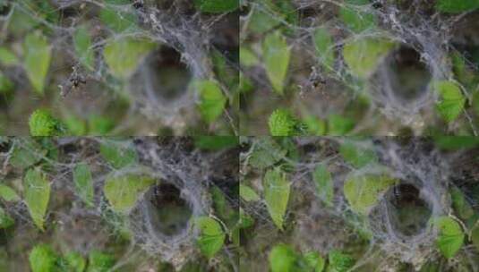 特写户外自然蜘蛛网上昆虫高清在线视频素材下载
