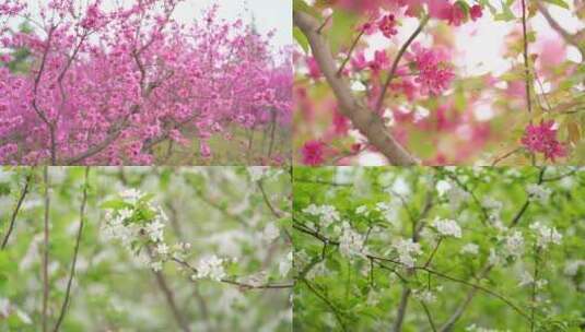 樱花桃花各种花高清在线视频素材下载