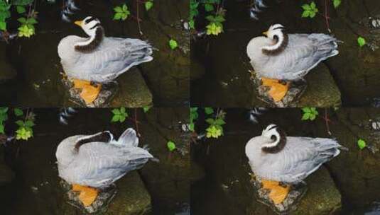 鸭子斑头雁在水面梳理羽毛高清在线视频素材下载