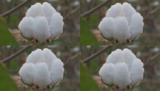 田野里的棉花高清在线视频素材下载