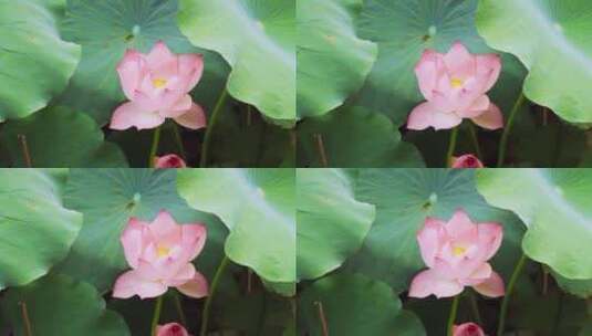 4K实拍夏季植物花朵荷花盛开荷叶荷塘高清在线视频素材下载