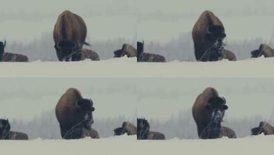 雪地里的野牛高清在线视频素材下载