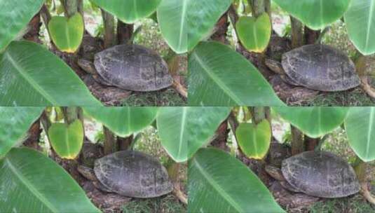 乌龟在香蕉树下乘凉高清在线视频素材下载