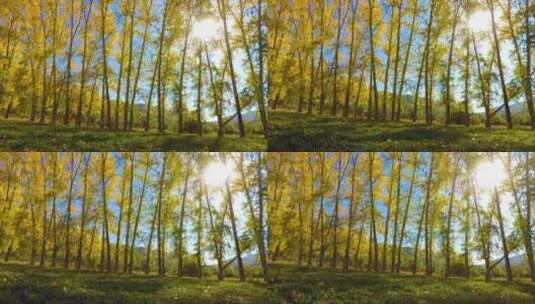 秋天魔幻森林的日落高清在线视频素材下载