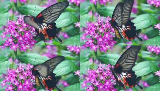 蝴蝶在花丛中挥舞着翅膀高清在线视频素材下载
