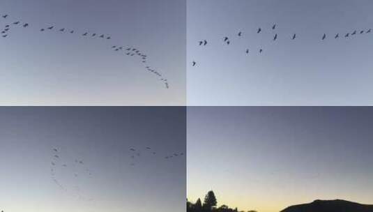 新西兰-划过蒂卡波湖上空的大雁高清在线视频素材下载