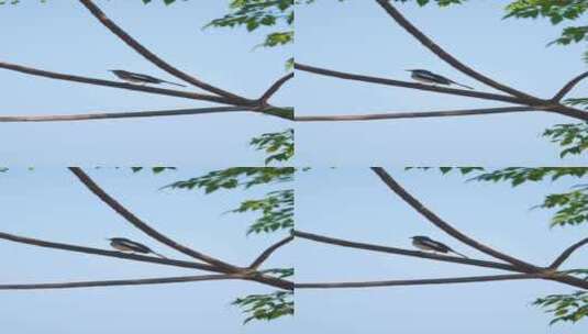 一只鹊鸲栖息在苦楝树枝上高清在线视频素材下载