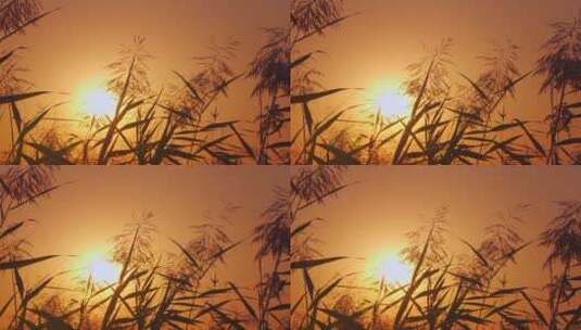 阳光下唯美芦苇花空镜高清在线视频素材下载